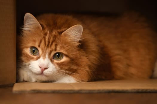 A ginger, fluffy adult cat hides in a cardboard box, looking straight ahead