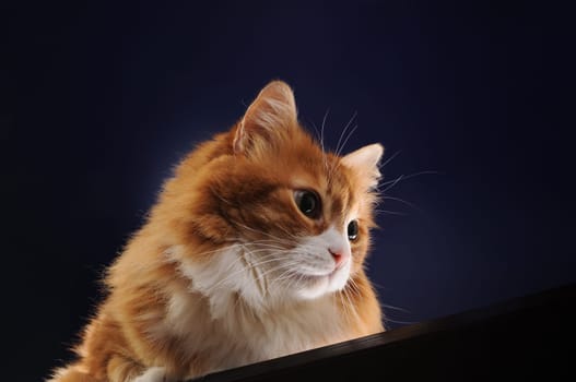 Adult, fluffy, ginger cat lies on a wooden surface, looking down intently, on a dark blue background