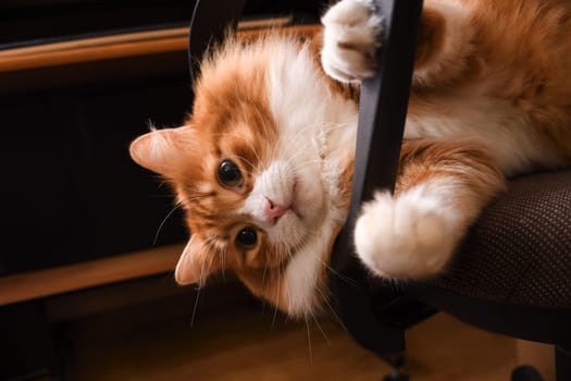 Red fluffy cat lies on a computer chair, Close-up