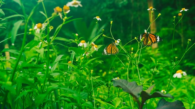 Summer mood background. Energy of Magic wild flora and fauna. Flowers, grass, butterflies.