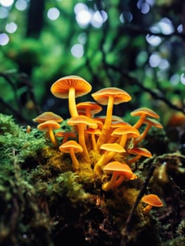 A cluster of bright orange mushrooms glowing in the soft light on a mossy forest floor. A close-up of glowing mushrooms against a forest background.