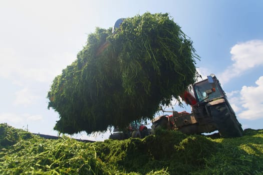 tractor harvesting hay for animals, tractor harvesting green grass for feed, agribusiness concept, animal feed