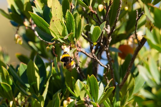 Close-up of bee on yellow flower