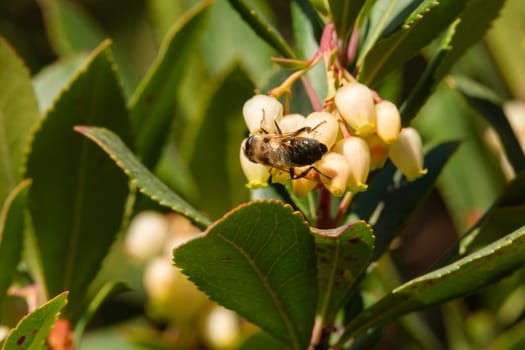 Close-up of bee on yellow flower