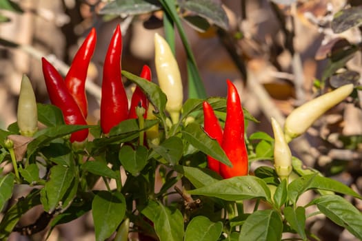 Vibrant red and white peppers growing among lush green leaves in a sunlit garden, granada andalucia spain,