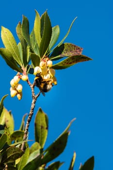 Close-up of bee on yellow flower