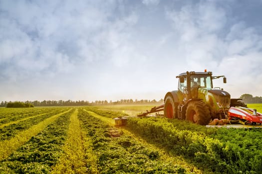 hay making for animals, harvesting green grass for feed with a tractor, agribusiness concept, animal feed