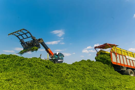 tractor harvesting hay for animals, tractor harvesting green grass for feed, agribusiness concept, animal feed