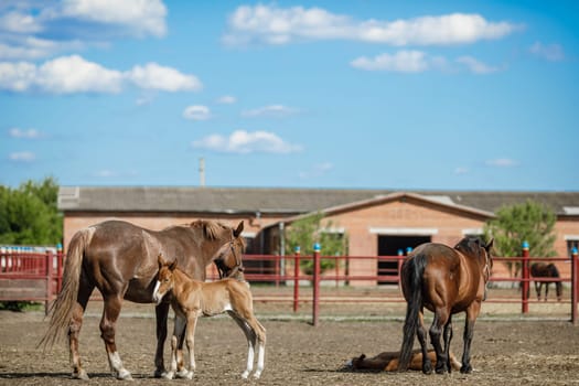 A serene farm scene featuring horses in a pasture. A mare stands with her foal, while other horses graze nearby. The sky is bright blue with fluffy clouds, and a barn is visible in the background.