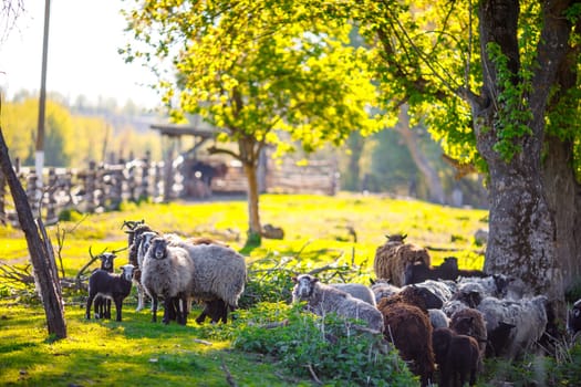 flock of sheep roaming freely on a farm on a sunny day, eco farm concept, sheep farming