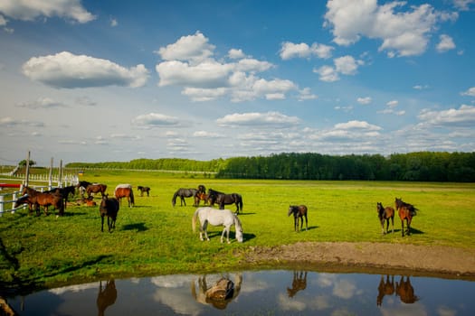 A serene farm scene featuring horses in a pasture. A mare stands with her foal, while other horses graze nearby. The sky is bright blue with fluffy clouds, and a barn is visible in the background.