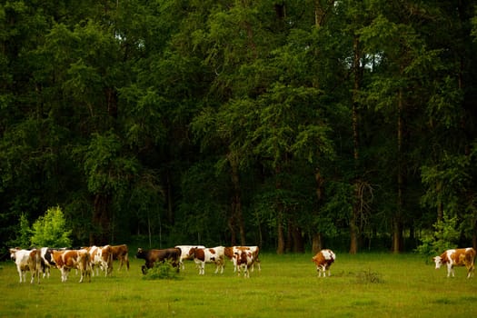 A herd of cows grazing in a lush green field surrounded by tall trees. The scene captures the tranquility of rural life, with a mix of brown and white cows.