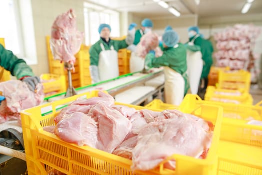 turkey production process, turkey poultry farm, worker cuts poultry meat