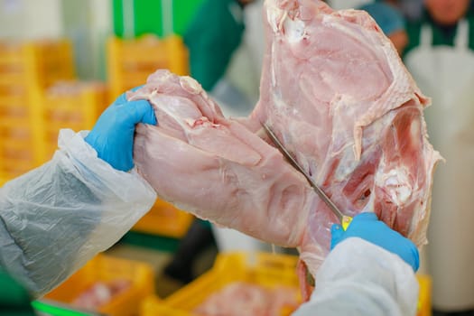 turkey production process, turkey poultry farm, worker cuts poultry meat