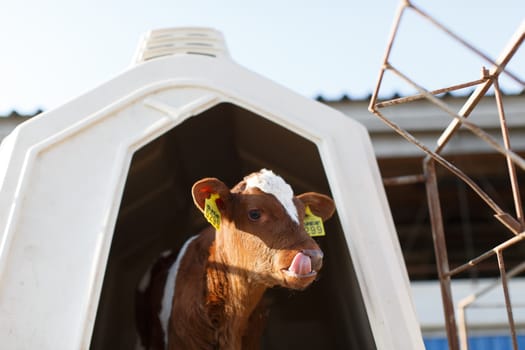 small calf farm, cow farm,Modern white calf houses on the dairy farm