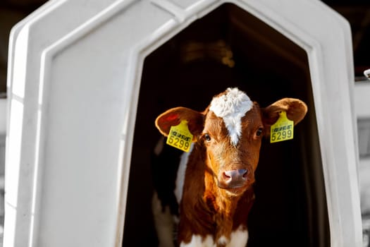 small calf farm, cow farm,Modern white calf houses on the dairy farm