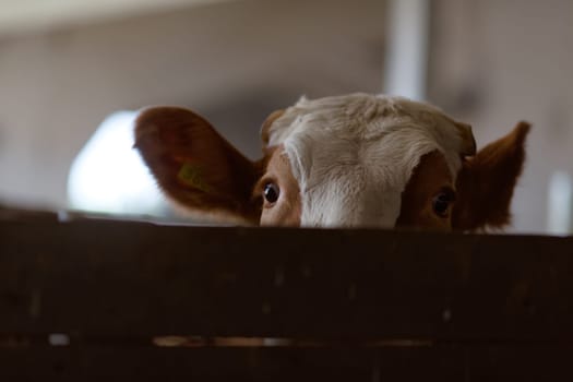 funny cows on the farm, animal husbandry concept , Diary cows in modern free livestock stall