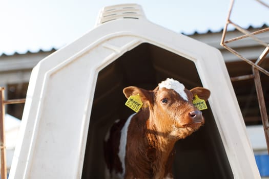 small calf farm, cow farm,Modern white calf houses on the dairy farm