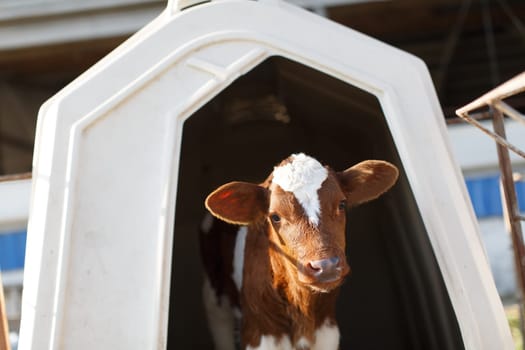 small calf farm, cow farm,Modern white calf houses on the dairy farm