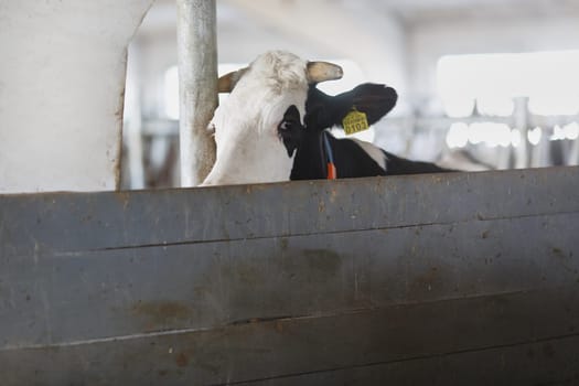 funny cows on the farm, animal husbandry concept , Diary cows in modern free livestock stall