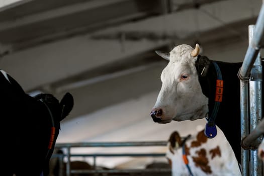 funny cows on the farm, animal husbandry concept , Diary cows in modern free livestock stall