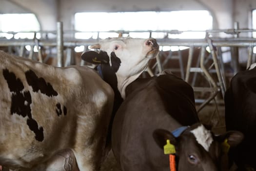 funny cows on the farm, animal husbandry concept , Diary cows in modern free livestock stall
