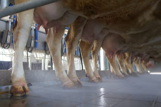 cow udder closeup with milking machine, cow farm,Milking cows by automatic industrial milking rotary system in modern diary farm.