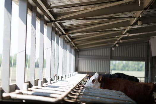 funny cows on the farm, animal husbandry concept , Diary cows in modern free livestock stall