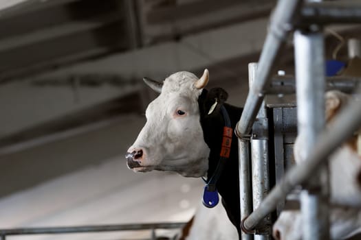 funny cows on the farm, animal husbandry concept , Diary cows in modern free livestock stall