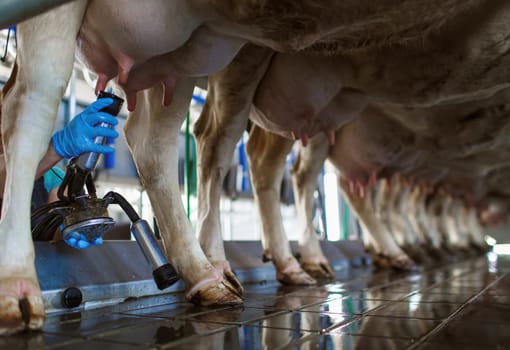 cow udder closeup with milking machine, cow farm,Milking cows by automatic industrial milking rotary system in modern diary farm.