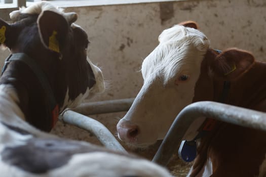 funny cows on the farm, animal husbandry concept , Diary cows in modern free livestock stall