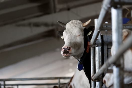 funny cows on the farm, animal husbandry concept , Diary cows in modern free livestock stall