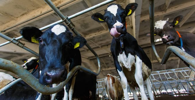 funny cows on the farm, animal husbandry concept , Diary cows in modern free livestock stall
