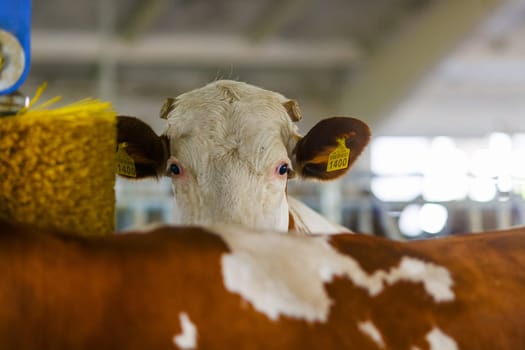 cows brushing at the farm, cow farm equipment, Rotating Brush Scratcher for Cows at Modern Farm Equipment