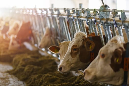 beautiful cows on the farm enjoy , Cow farm concept, Portrait Holstein Cows in modern farm livestock animal with sunlight