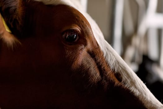 beautiful cows on the farm enjoy , Cow farm concept, Portrait Holstein Cows in modern farm livestock animal with sunlight