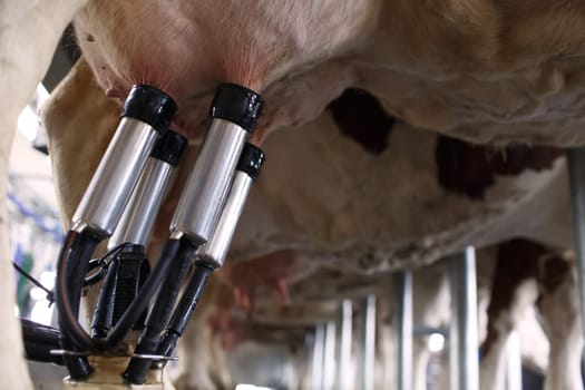 cow udder closeup with milking machine, cow farm,Milking cows by automatic industrial milking rotary system in modern diary farm.