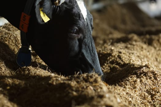 beautiful cows on the farm enjoy , Cow farm concept, Portrait Holstein Cows in modern farm livestock animal with sunlight