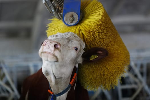 cows brushing at the farm, cow farm equipment, Rotating Brush Scratcher for Cows at Modern Farm Equipment