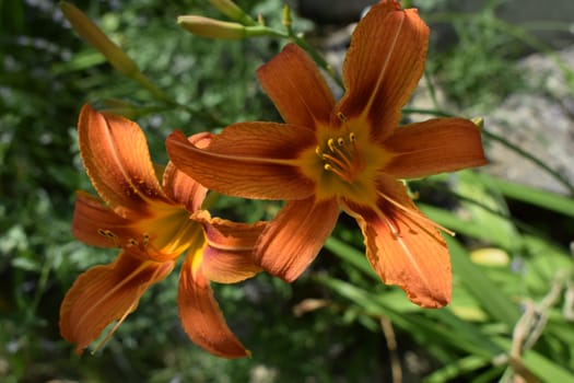 Orange lily flowers in nature. Charming blooming tender lily flower - summer background for advertising and isolating. Flower of a Fire Lily (Lilium bulbiferum)