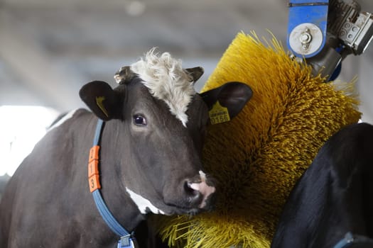 cows brushing at the farm, cow farm equipment, Rotating Brush Scratcher for Cows at Modern Farm Equipment