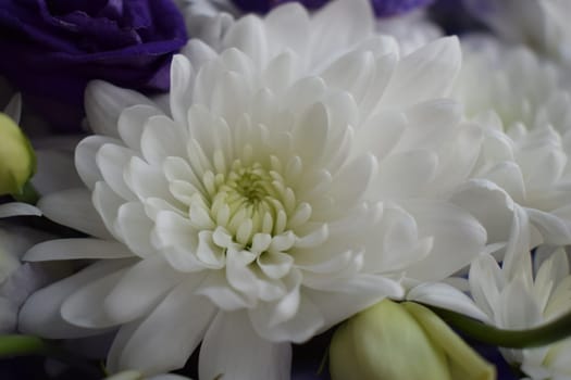 White chrysanthemums and roses petals macro soft focus close up. Dreamy mood, morning light wedding theme image. Macro feminine style charming botanic decoration poster.