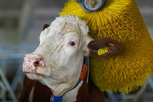 cows brushing at the farm, cow farm equipment, Rotating Brush Scratcher for Cows at Modern Farm Equipment