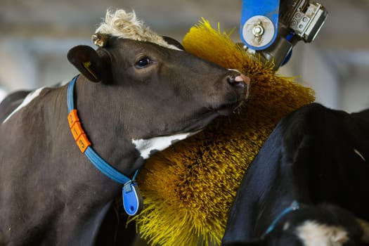 cows brushing at the farm, cow farm equipment, Rotating Brush Scratcher for Cows at Modern Farm Equipment