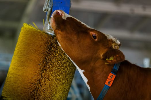 cows brushing at the farm, cow farm equipment, Rotating Brush Scratcher for Cows at Modern Farm Equipment