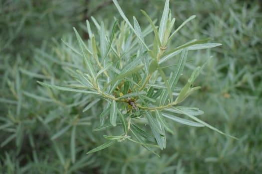 Branches of sea buckthorn. Sea buckthorn branch on nature background