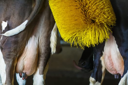 cows brushing at the farm, cow farm equipment, Rotating Brush Scratcher for Cows at Modern Farm Equipment