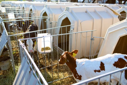 small calf farm, cow farm,Modern white calf houses on the dairy farm
