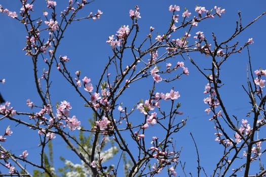 Blossoming peach tree branches on the blue background, blurred elements. Spring tree with pink flowers in the sunny day.