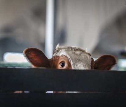 funny cows on the farm, animal husbandry concept , Diary cows in modern free livestock stall